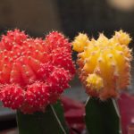 Cultivar cactos coloridos dá mais vida ao ambiente; veja 3 lindas espécies para você começar - Reprodução: Canva Pro