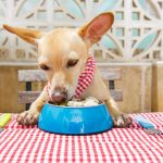 Amendoim faz mal para cães? Descubra se esse alimento é benéfico! - Fonte: Canva