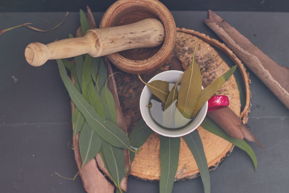 Benefícios do chá de canela de velho: pode aliviar dores? Confira! - Fonte: Canva