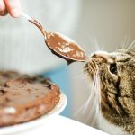 Gato pode comer chocolate? Descubra agora o que pode acontecer com seu pet! - Fonte: Canva