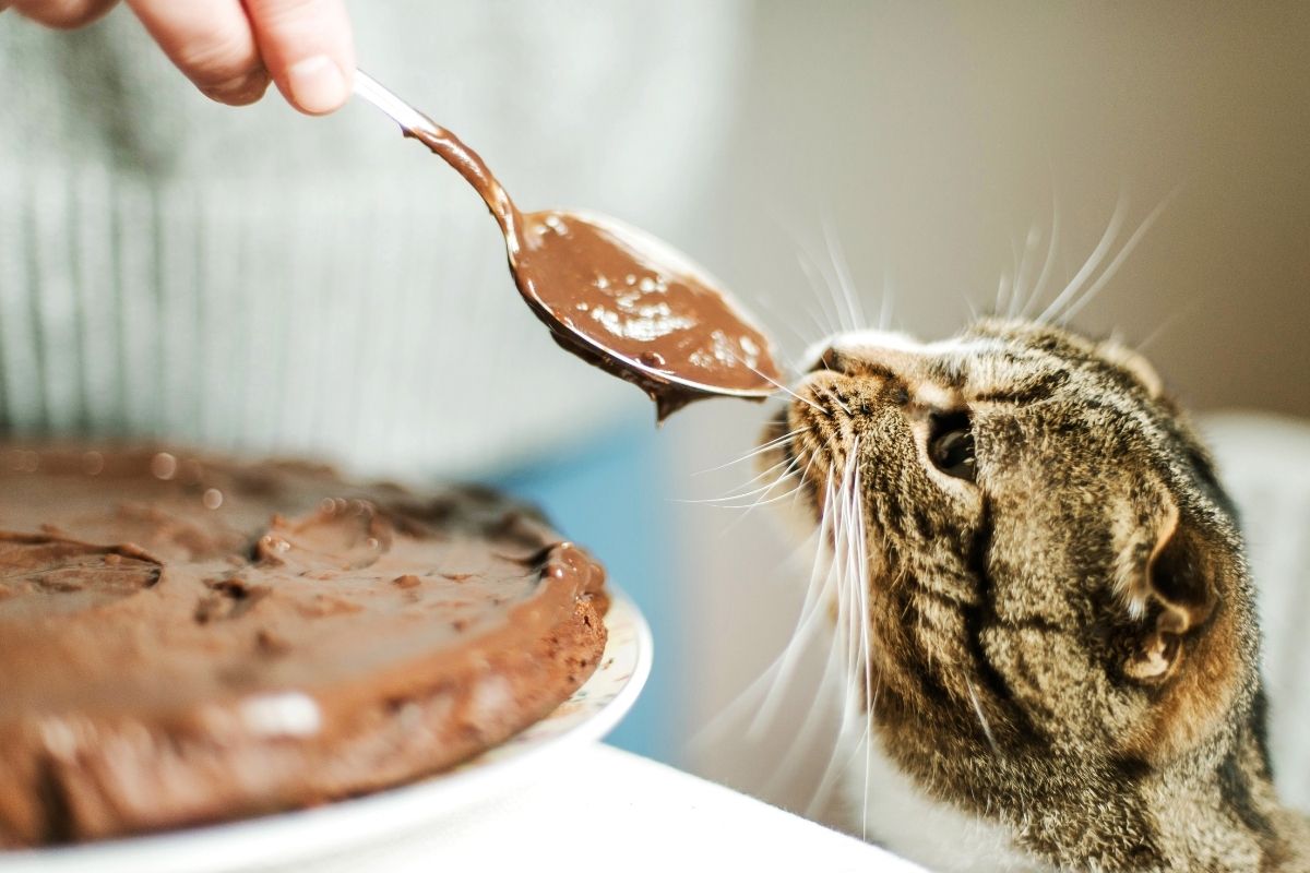 Gato pode comer chocolate? Descubra agora o que pode acontecer com seu pet! - Fonte: Canva
