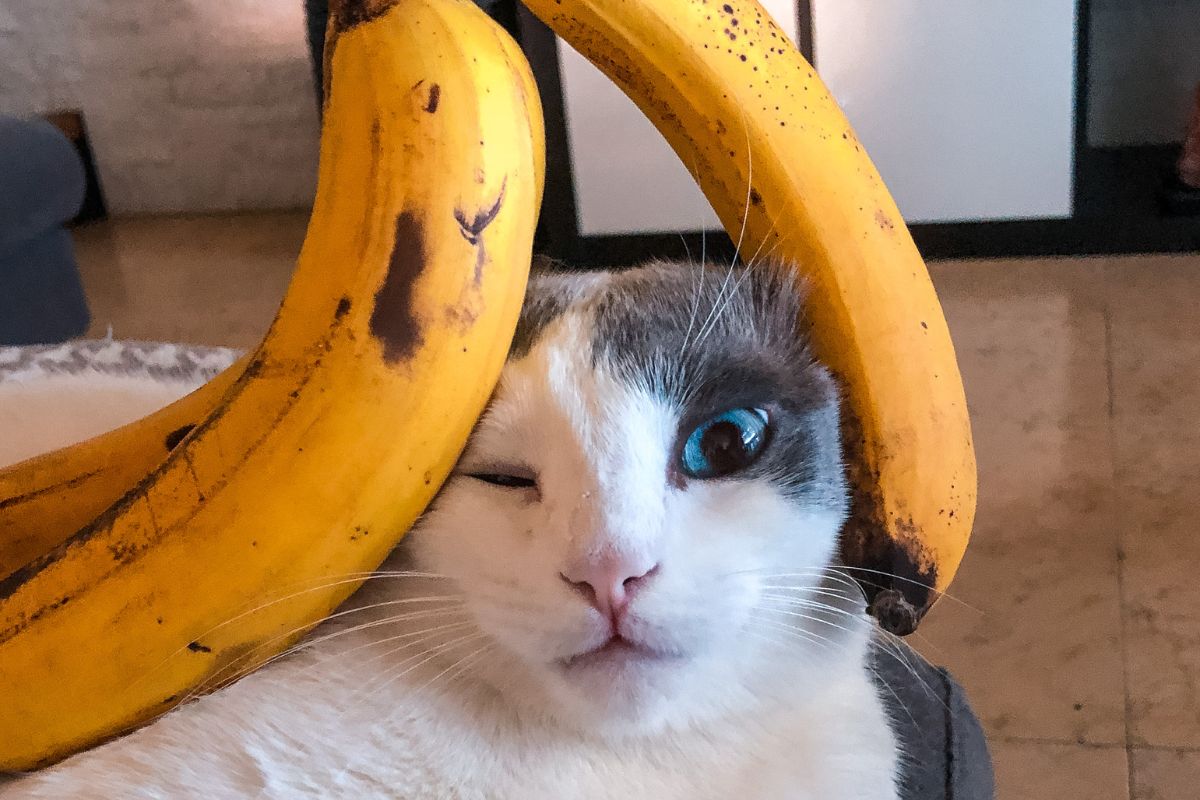 Gato pode comer banana? Confira se essa fruta é liberada ou proibida! - Fonte: Canva