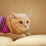 Roupa cirúrgica para gato: confira como ela pode ajudar na recuperação do seu gatinho! - Fonte: Canva