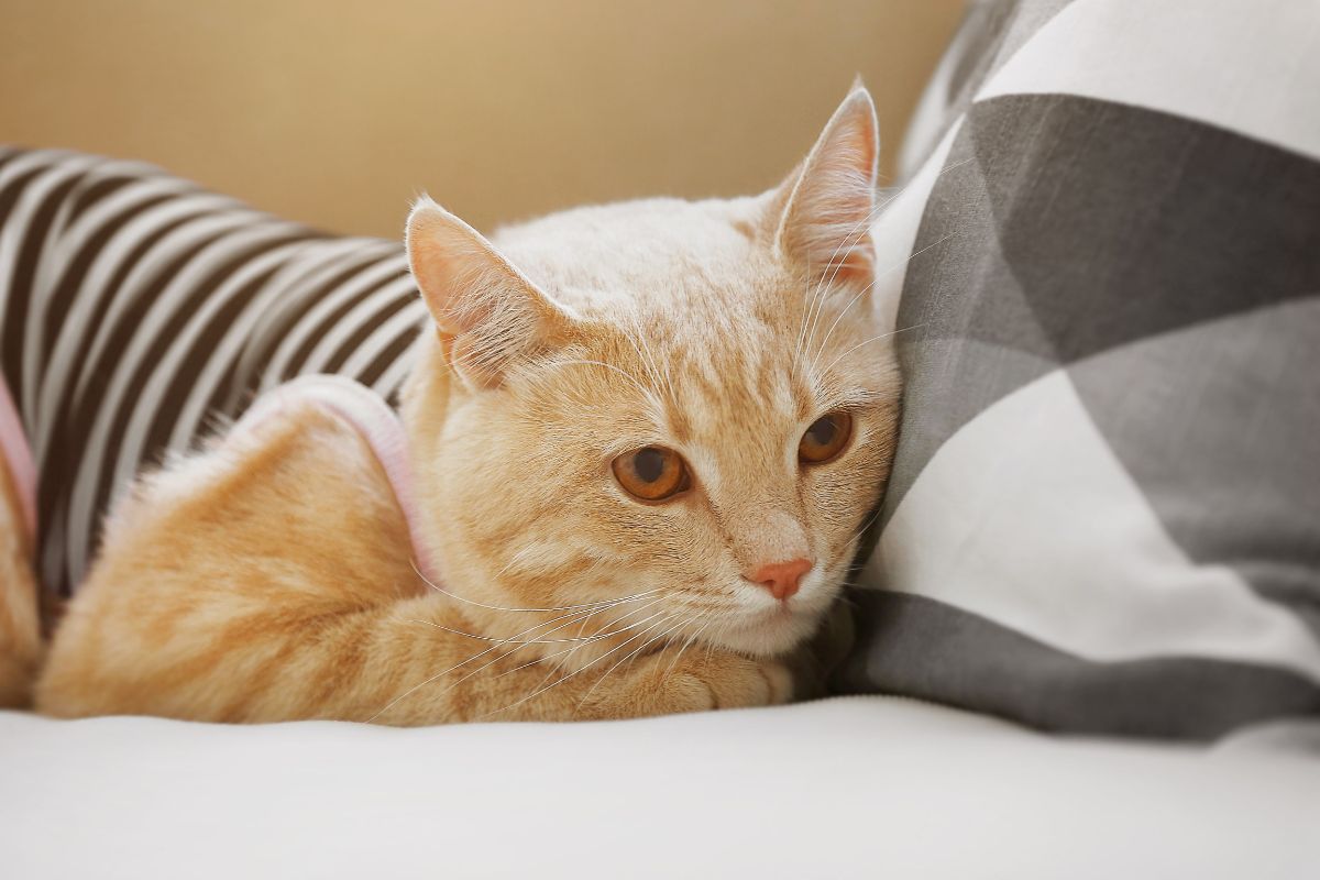 Roupa cirúrgica para gato: confira como ela pode ajudar na recuperação do seu gatinho! - Fonte: Canva