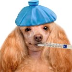 Como saber se o cachorro está com febre? Confira a forma correta de verificar! - Fonte: Canva
