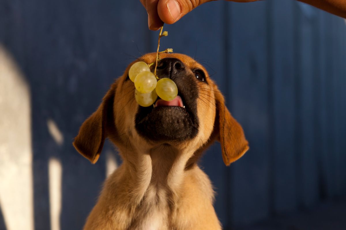 Cachorro pode comer uva? Descubra o que essa fruta pode causar! - Fonte: Canva