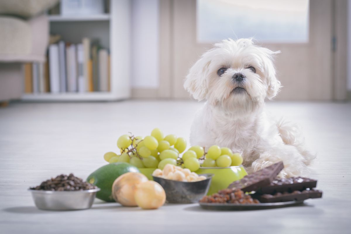 Cachorro pode comer uva? Descubra o que essa fruta pode causar! - Fonte: Canva