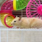 O que não fazer na criação de hamster? confira 4 erros que não devem ser cometidos! - Fonte: Canva