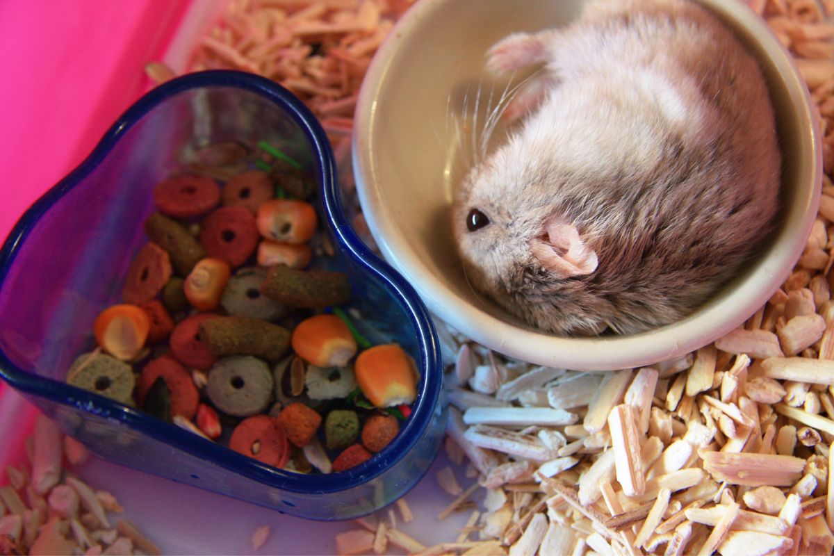 O que não fazer na criação de hamster? confira 4 erros que não devem ser cometidos! - Fonte: Canva