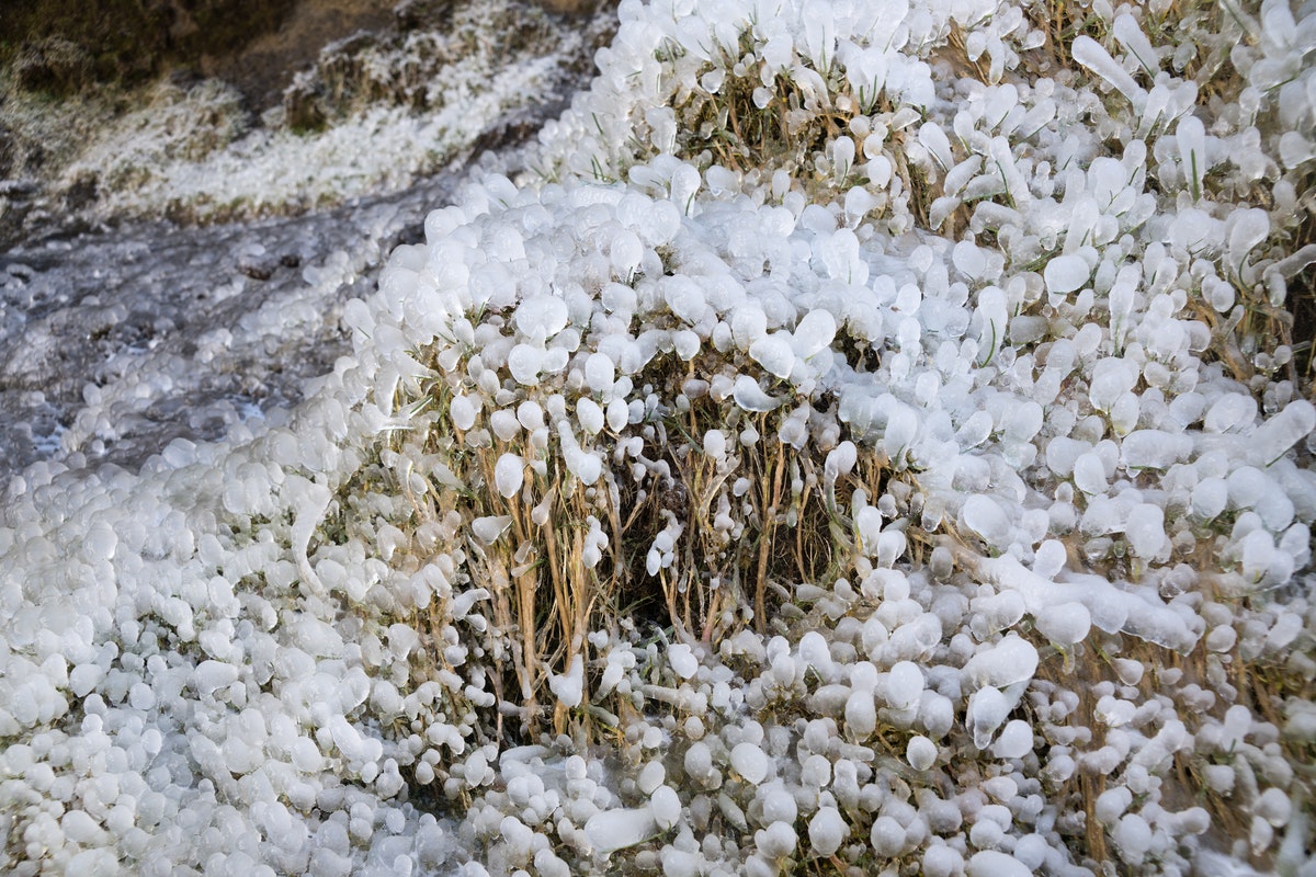 O inverno chegou: Aprenda a proteger as suas plantas de granizos e geadas