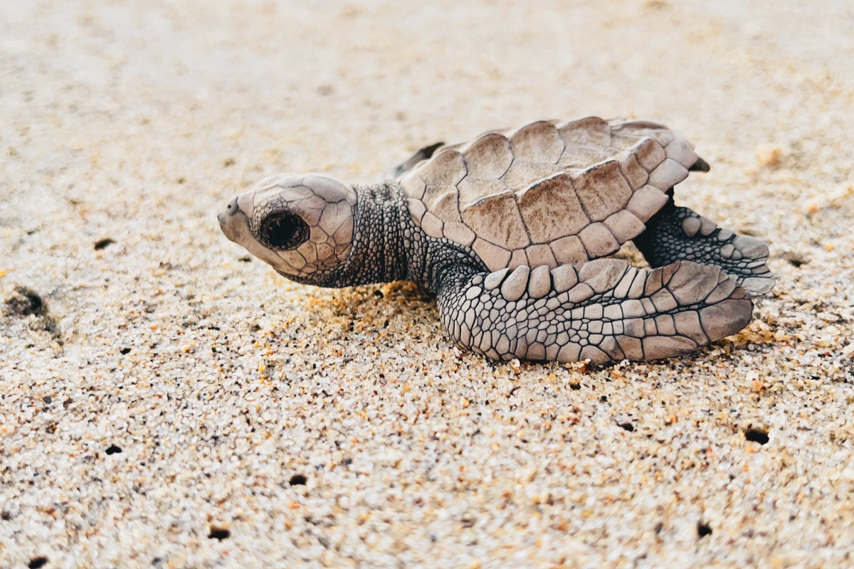 Como alimentar e cuidar de uma tartaruga filhote? Tudo que você precisa saber sobre esse réptil- Fonte: Pexels