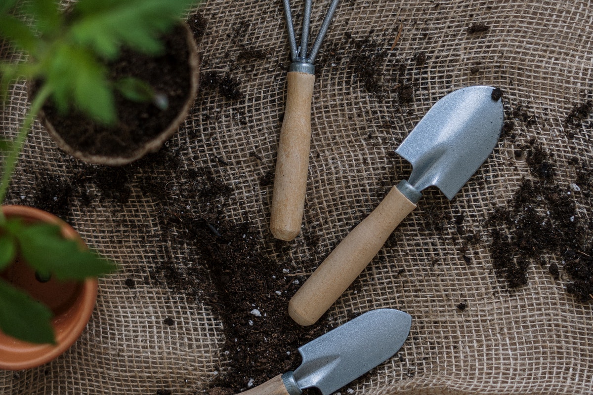 O que é bom para fortalecer as plantas? Veja como fazer um adubo caseiro para revigorar qualquer planta (Imagem: Pexels)