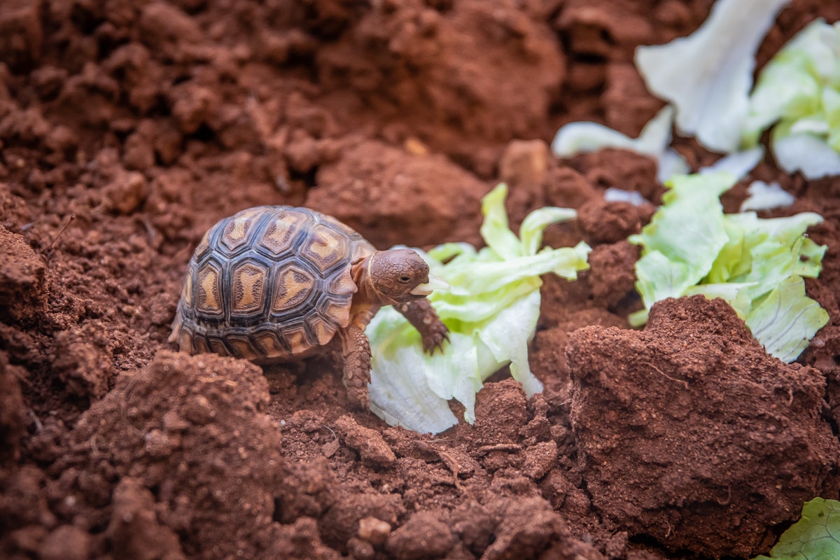 Como alimentar e cuidar de uma tartaruga filhote? Tudo que você precisa saber sobre esse réptil- Fonte: Pexels