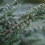O inverno chegou: Aprenda a proteger as suas plantas de granizos e geadas