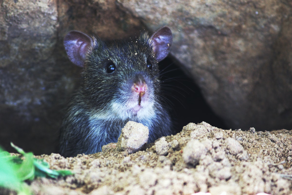 Problemas com ratos em casa? Veja agora algumas dicas para evitar essa infestação em seu lar (Reprodução: Pexels)